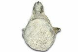 Fossil Whale Caudal Vertebra - Yorktown Formation #362065-1